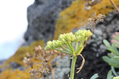 Crithmum maritimum / finocchio di mare